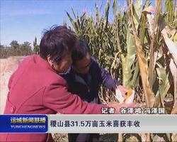 稷山县31.5万亩玉米喜获丰收
