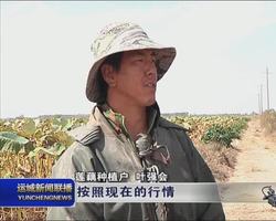 永济市韩阳镇黄河滩涂莲藕进入丰收季