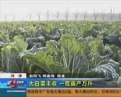 河津：大白菜丰收 一茬亩产万斤
