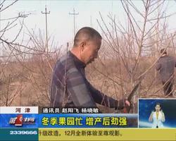 河津：冬季果园忙 增产后劲强