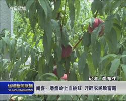 闻喜：磨盘岭上血桃红 开辟农民致富路