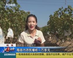 闻喜：葡萄新品效益高  村民致富有奔头  