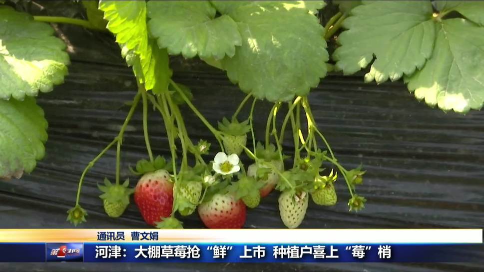 河津：大棚草莓抢“鲜”上市 种植户喜上“莓”梢