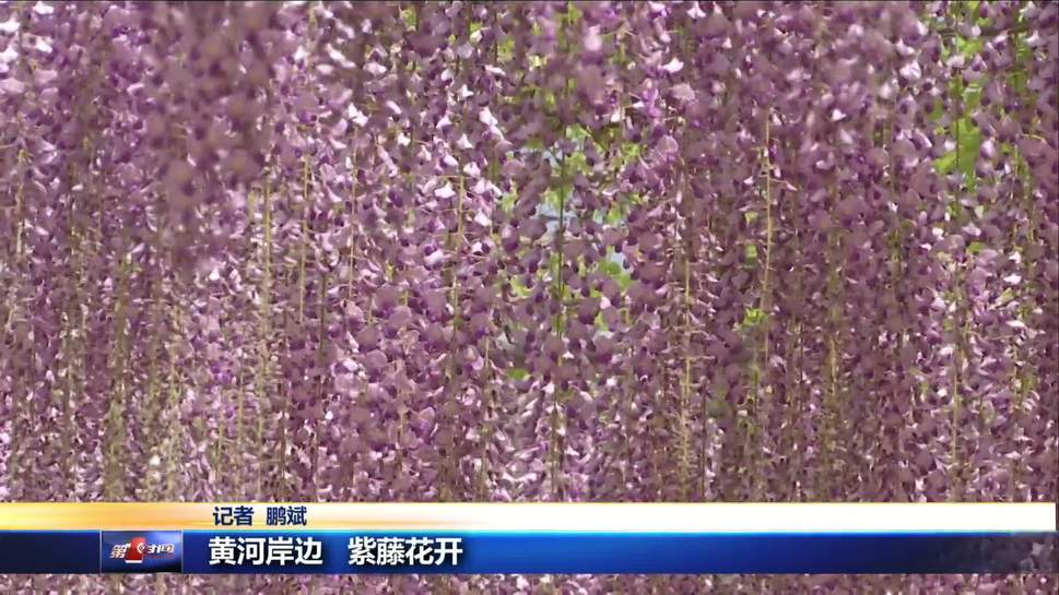 黄河岸边 紫藤花开