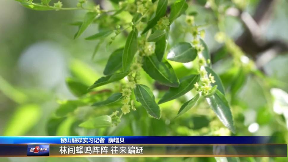 稷山县：千年枣林绽新蕊 万亩花香酿甜蜜